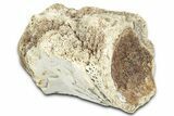 Cretaceous Fossil Crocodylomorph Vertebra - Montana #331252-1